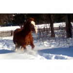 Лошадь «Буян»