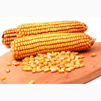 Продам кукурузу 180$/тонна на CIF