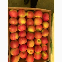 Продам яблука з холодильника різних сортів смарт фреш