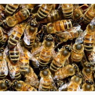 Продам бджолопакети карпатської породи