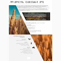 ДП ДГ ДНІПРО продаж пшениці від виробника, сорт Мудрість одеська, категорія СН перша