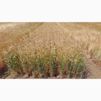 Пшениця озима, насіння