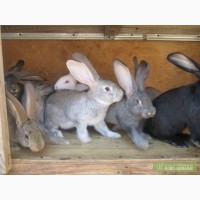 Продам кроликов мясной породы