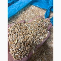 Хороший отход пшеницы