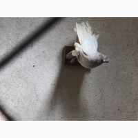 Продам голуби різні