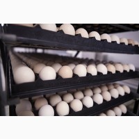 Инкубационные яйца Кобб 500 Украина