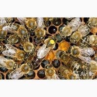 Бджоломатки Карніка 2024