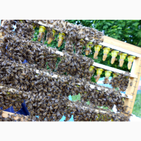 Бджоломатки Карніка 2024