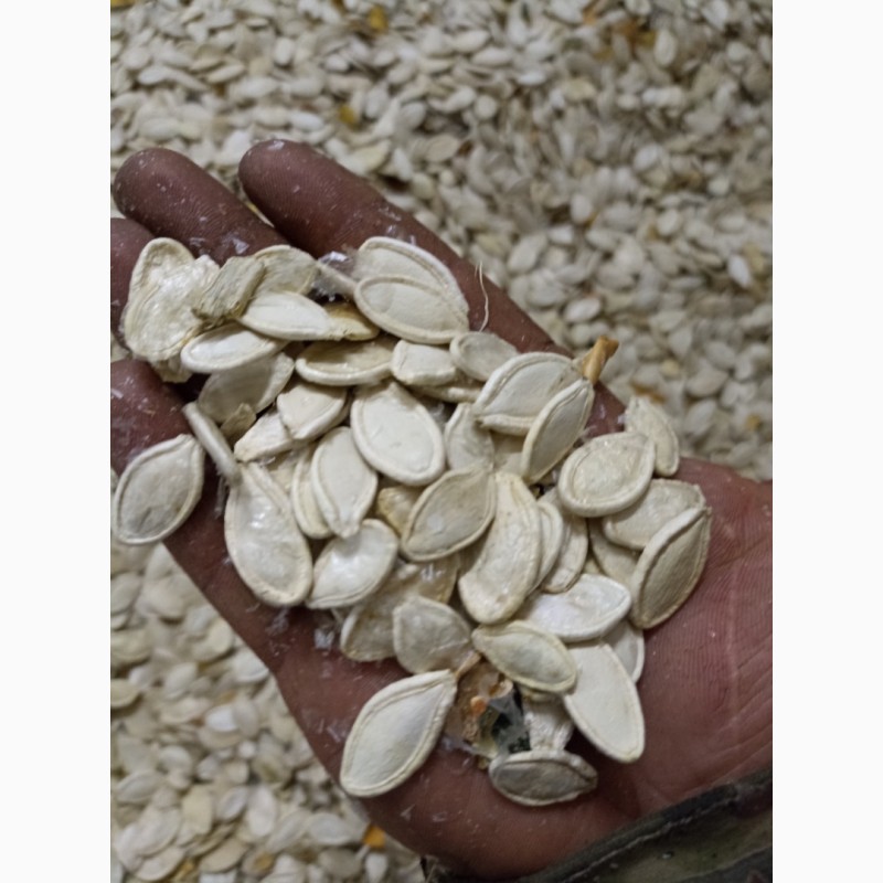 Фото 2. Продам Гарбузове насіння 70 грн