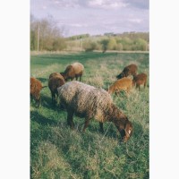 Продається отара курдючних овець гісарської породи
