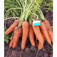 Продам качественную морковь
