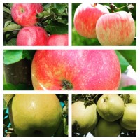 Фермерське господарство продасть опт яблука більше 15 сортів