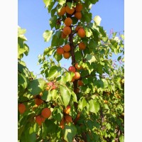Продам саджанці абрикоса : «Червонощокий»