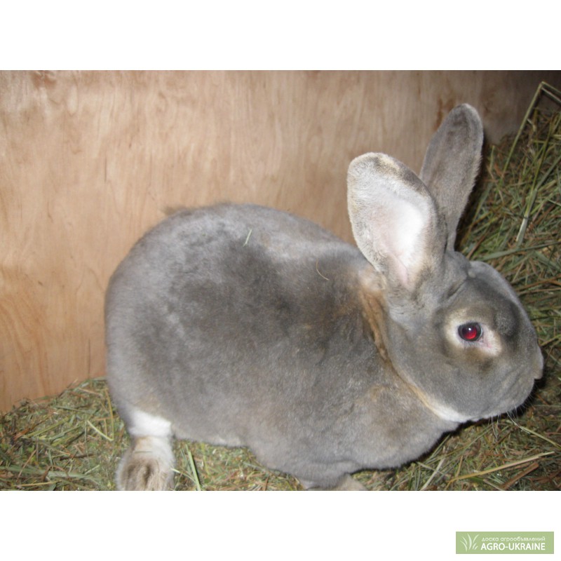 Фото 2. Кролики РЕКС шиншиловый, кастор, серо-голубой, оранжевый