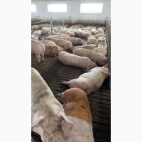 Продам свині 145-150 кг