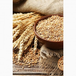 Крупозавод шукає постачальників пшениці на постійній основі