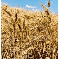 Озима пшениця Софру