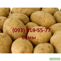 Продам картофель, Сумы, Сумская обл