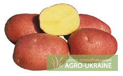 Выращиваем и продаем семенной суперэлитный картофель