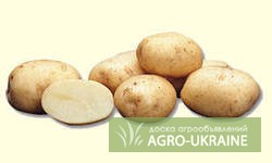 Фото 2. Выращиваем и продаем семенной суперэлитный картофель