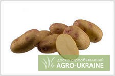 Фото 3. Выращиваем и продаем семенной суперэлитный картофель