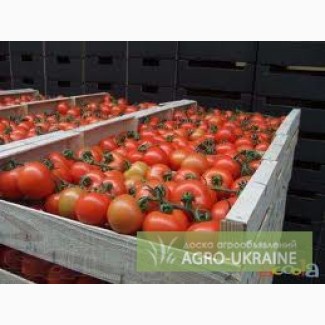 Продажа помідор з доставкою по україні