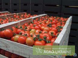 Фото 2. Продажа помідор з доставкою по україні