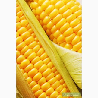 Продам семена кукурузы МЕЛ 272 МВ