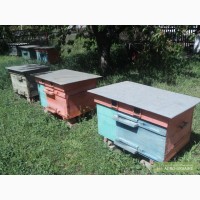 Продам пчелосемьи, улии, инвентарь для пчеловодства