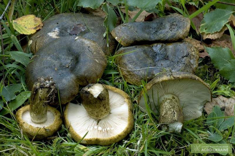 Фото 2. Мицелий грибов: дубовик, чесночник, рядовка, говорушка, дождевик, веселка, волнушка
