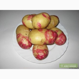 Продам картоплю, посадкова картопля, I репродукція, Київ