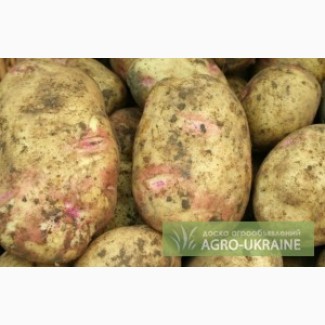 Посадкова картопля сорт Пікассо високий урожай + відмінний смак
