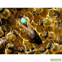Продам бджоли (безрамкові, пакети 4-х рамочні)