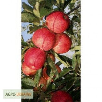 Саженцы яблони Книп-баум Галла Мондиал в розницу и оптом
