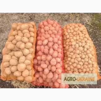 Продається картопля Ароза (товарна, насіннева, кормова)