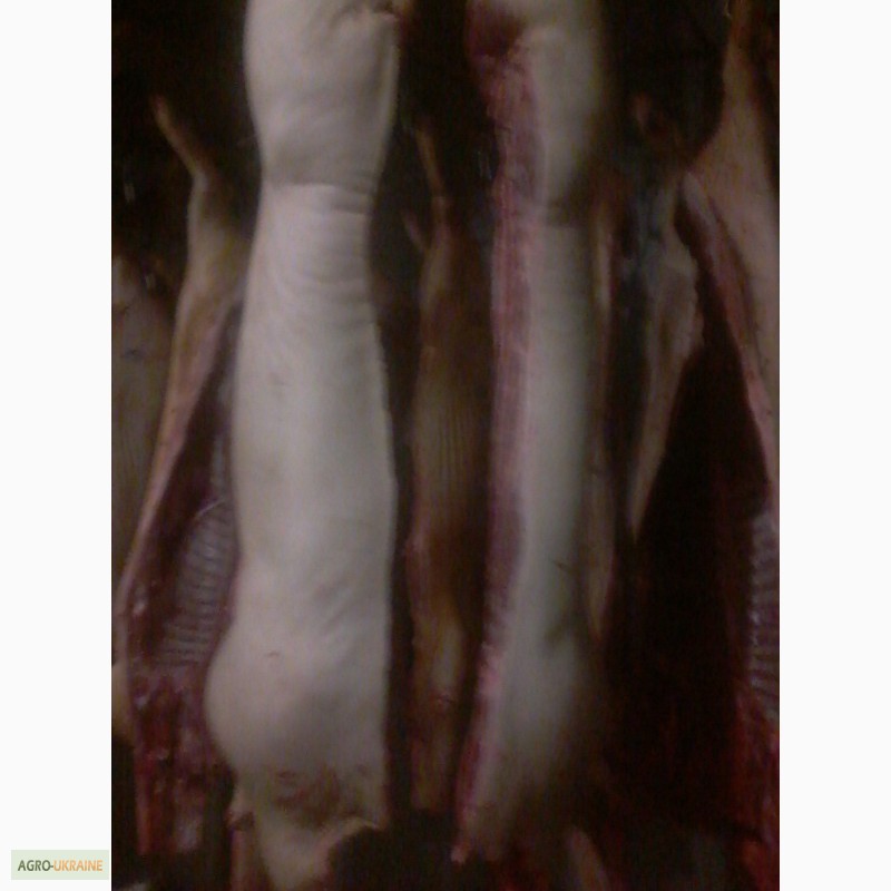 Фото 2. Свинина в тушах (полутушах) беконной породы