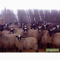 Овцы романовские чистопородные