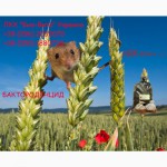 Продам Бактороденцид зерновой - готовая отрава для мышей