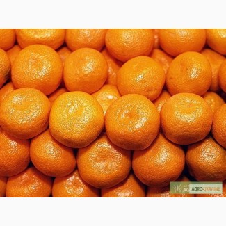 Продам грузинский мандарин