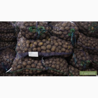 Насіннєва картопля-Семеной картофель відсилка по Україні