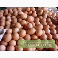 Продам куриные яйца от производителя