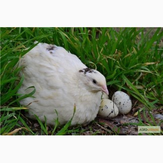 Перепелиные яйца инкубационные. Перепела подрощенные