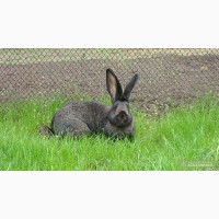 Продам кролика породы Фландр самец