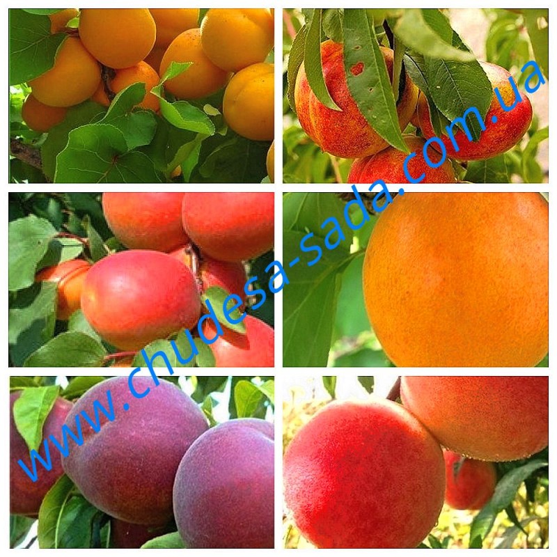 Фото 5. Саженцы крупноплодных сортов персика, нектарина, абрикоса. Опт и розница