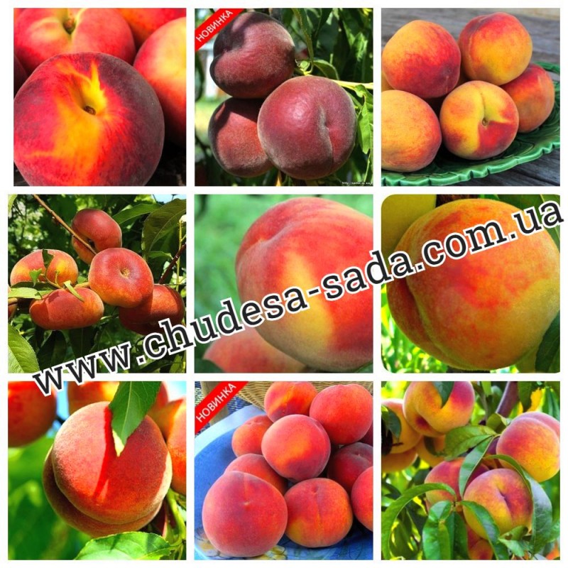 Фото 2. Саженцы крупноплодных сортов персика, нектарина, абрикоса. Опт и розница