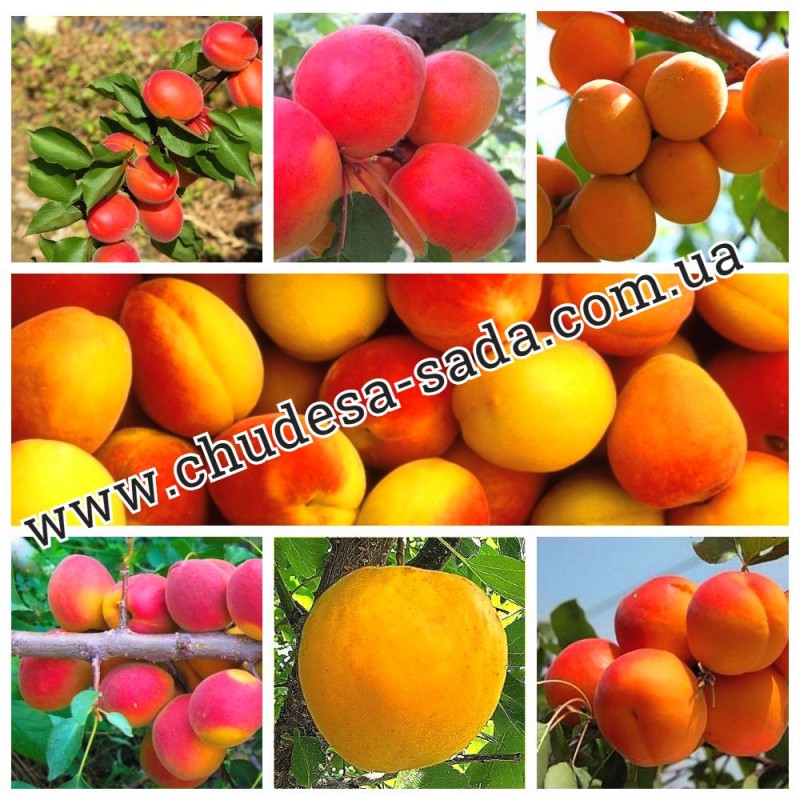 Саженцы крупноплодных сортов персика, нектарина, абрикоса. Опт и розница