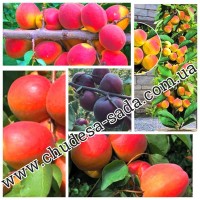 Саженцы крупноплодных сортов персика, нектарина, абрикоса. Опт и розница