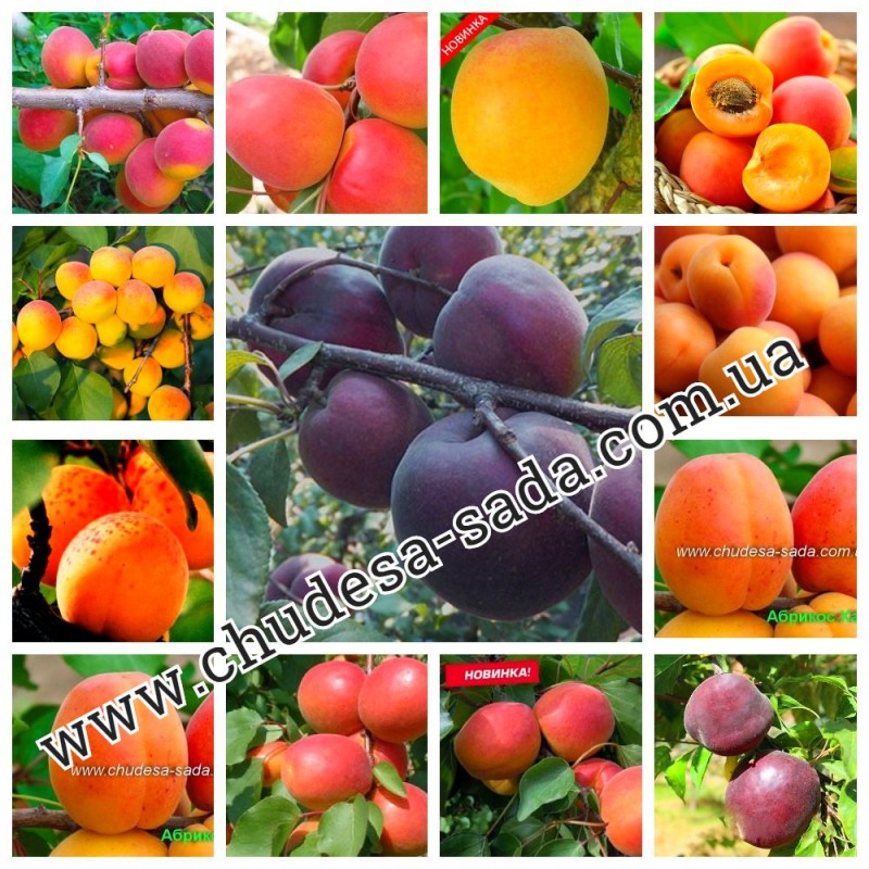 Фото 7. Саженцы крупноплодных сортов персика, нектарина, абрикоса. Опт и розница