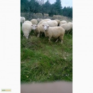Продам вівць