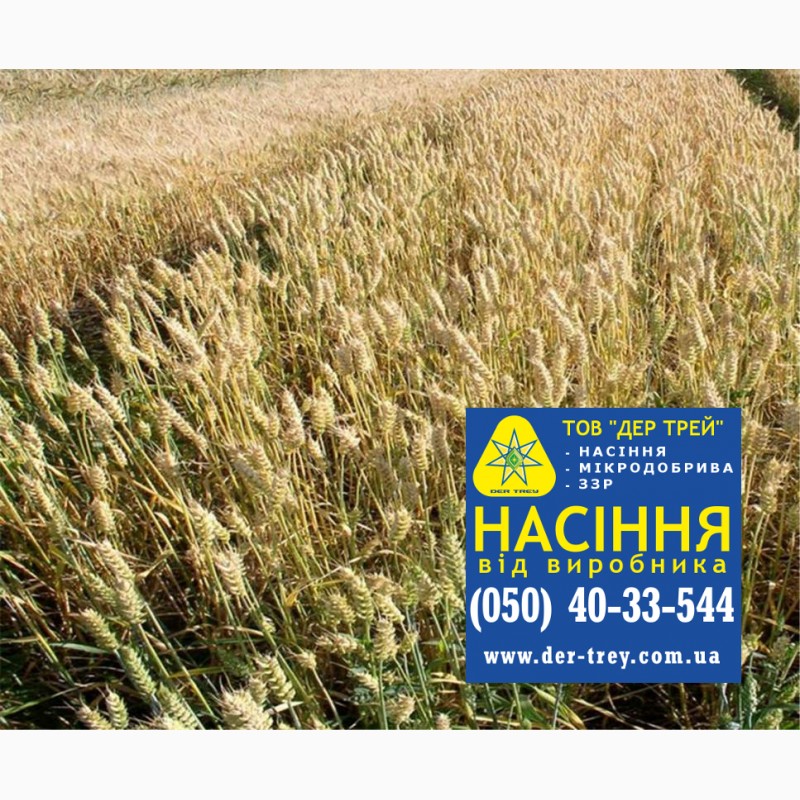 Фото 10. Семена озимой пшеницы Краснодарська99, урожай 2017 года от компании Дер Трей
